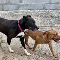 Thumbnail photo of Gracie #2