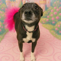 Thumbnail photo of Gracie #3