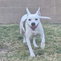 adopt-pet