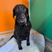 Thumbnail photo of Lucy & Rose #2