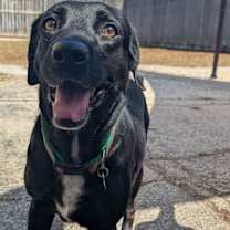 Thumbnail photo of Lucy & Rose #4