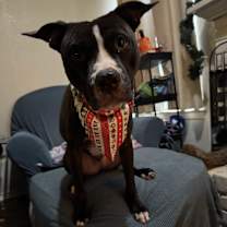 Thumbnail photo of Ranger #4