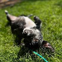 adopt-pet