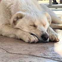 Thumbnail photo of Bear #4