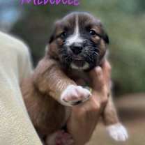 Thumbnail photo of Minnie Fay #3