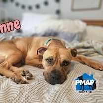 Thumbnail photo of Penne #2