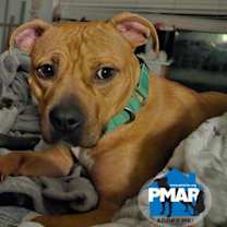 Thumbnail photo of Penne #3