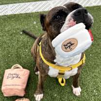 Thumbnail photo of Sheba Love #4