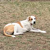 Thumbnail photo of Phoenix #1