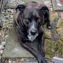 Thumbnail photo of Callie Local #2