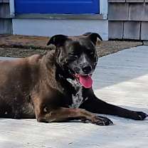 Thumbnail photo of Callie Local #3