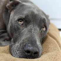 Thumbnail photo of Bubba #1