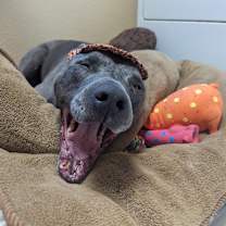 Thumbnail photo of Bubba #4