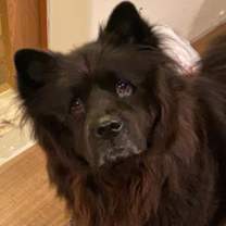 Thumbnail photo of Koga #3