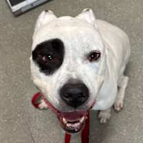 Thumbnail photo of Monte #2