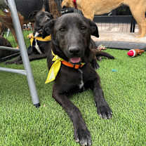 Thumbnail photo of Miles #1