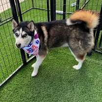adopt-pet