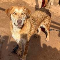 adopt-pet
