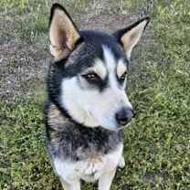 Thumbnail photo of Jax #3