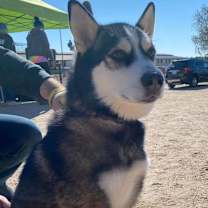 Thumbnail photo of Jax #4