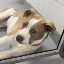 Thumbnail photo of Percy #3