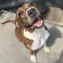adopt a pet
