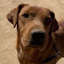 adopt-pet