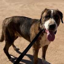 adopt-pet