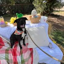 adopt-pet