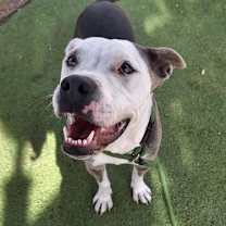 adopt-pet