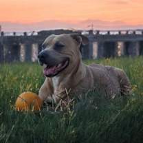 Thumbnail photo of Trixie #3