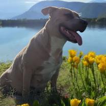 Thumbnail photo of Trixie #4