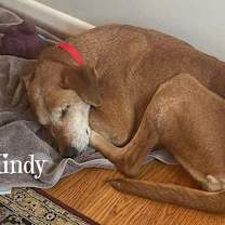 Thumbnail photo of Mindy - Foster or Forever #4