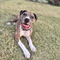Thumbnail photo of Cookie (Formerly Sandy) #3