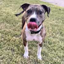 Thumbnail photo of Cookie (Formerly Sandy) #4