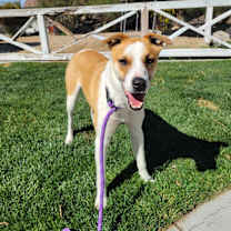 Thumbnail photo of Milo #3