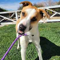 Thumbnail photo of Milo #4