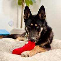 Thumbnail photo of Rocky Balboa the Greatest Family Dog of all time #1