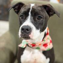 Thumbnail photo of AC - Ripple (Zion Litter) #1