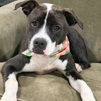 Thumbnail photo of AC - Ripple (Zion Litter) #2