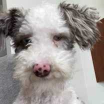 Thumbnail photo of Matisse #1