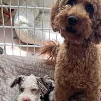 Thumbnail photo of Matisse #2