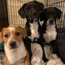 Thumbnail photo of Lainey Wilson #4