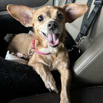 Thumbnail photo of Dolly #1