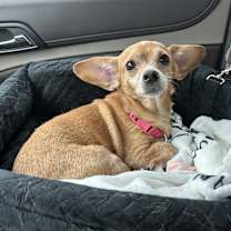 Thumbnail photo of Dolly #2