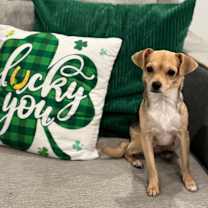 Thumbnail photo of Joy (Dallas) #1