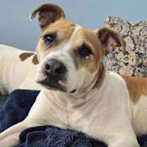 Thumbnail photo of Tyson #1