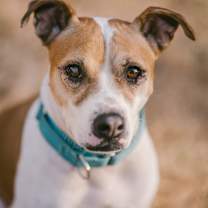 Thumbnail photo of Tyson #3