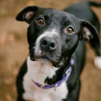 Thumbnail photo of Beckham #1