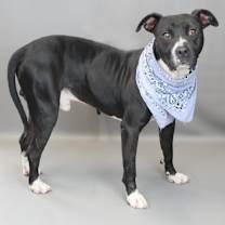 Thumbnail photo of Beckham #2